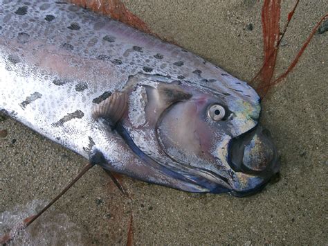 Fish Types: Oarfish