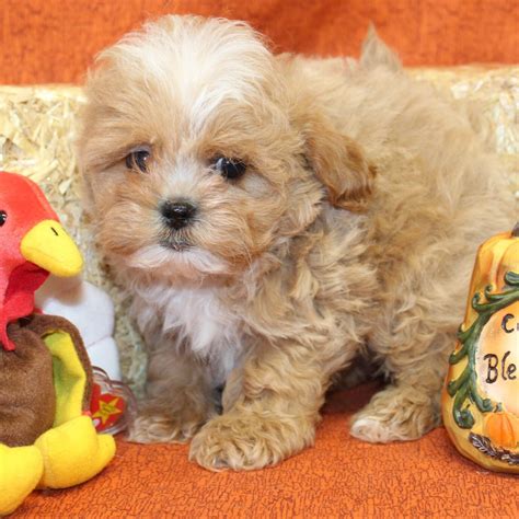 Shih Poo Puppies - Breed Info – Waggs To Riches Pet Boutique