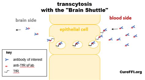 What's this Roche Brain Shuttle all about?