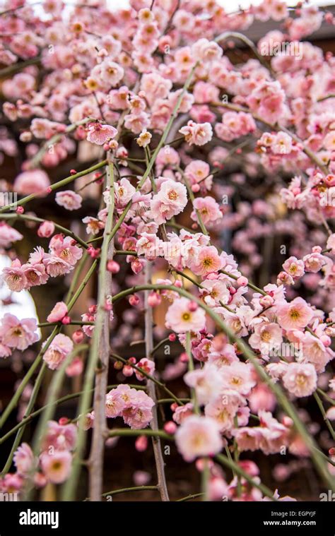 Ume festival,Yushima Tenmangu,Bunkyo-Ku,Tokyo,Japan Stock Photo - Alamy