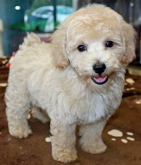 Poochon Puppy Cuts - KITTY LOVE PUPPY