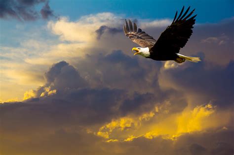 American Bald Eagle Flying In Spectacular Dramatic Sky Stock Photo ...