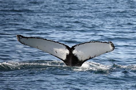 Whale Breach At Hampton Beach New Hampshire | 97.5 WOKQ