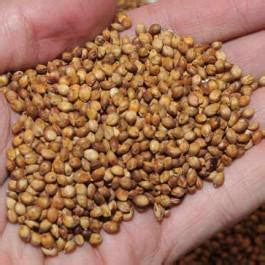 Egyptian Wheat Seed Exellent Quail Food Plot Seeds | Seed World