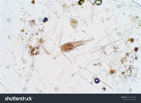 Marine Aquatic Plankton Under Microscope View Stock Photo 1187520067 ...