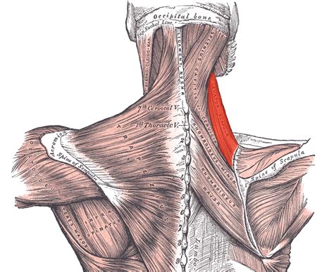 Why Muscle Knots Aren't Your Biggest Problem