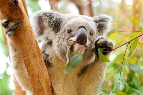 Perth Zoo, Koala eating eucalyptus. Koala Bear, Zoo, Wildlife, Great ...