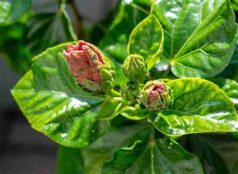 5 Hibiscus Plant Diseases To Look Out For! | Plants Heaven