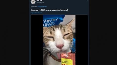 Saking Nikmatnya, Kucing Ini Sampai Menangis Saat Menikmati Makanan