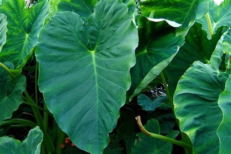 9 Plantas venenosas que pode ter em casa - Tua Saúde