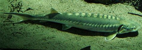 Sturgeon Species List - sturgeons - Pond Life