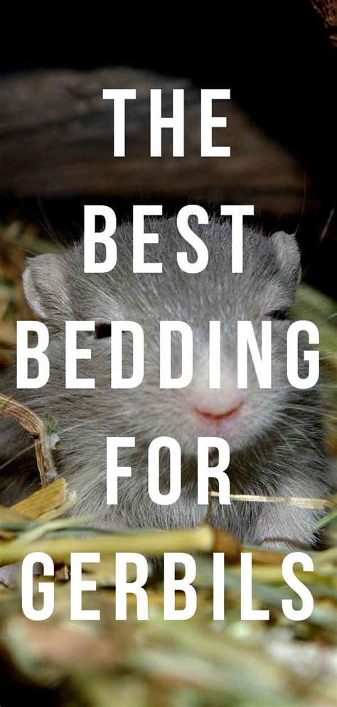 Best Gerbil Bedding For Keeping Them Comfy And Cozy