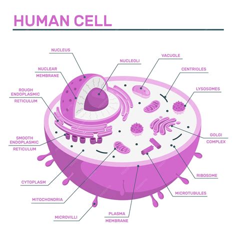 Printable Human Cell Diagram