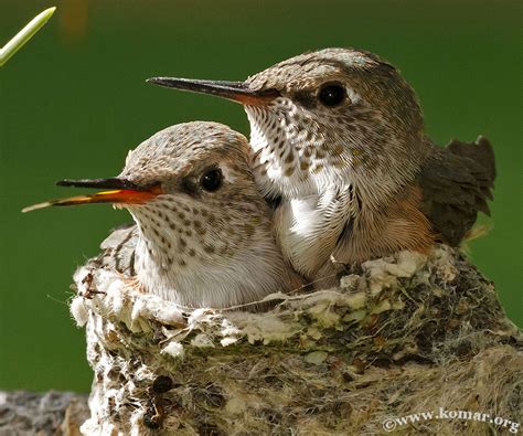 Baby Hummingbird Nest - COOL!