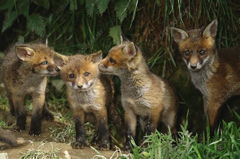 Four European red fox cubs playing outside - Stock Image - F023/2672 ...