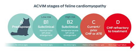 What Are The Stages Of Heart Failure In Dogs