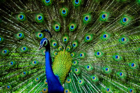 Peacock - Facts and Beyond | Biology Dictionary