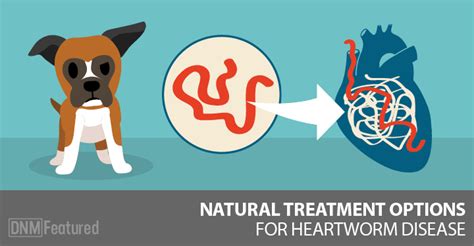 Natural Heartworm Treatment For Dogs, Can It Be Done? - Dogs Naturally Magazine