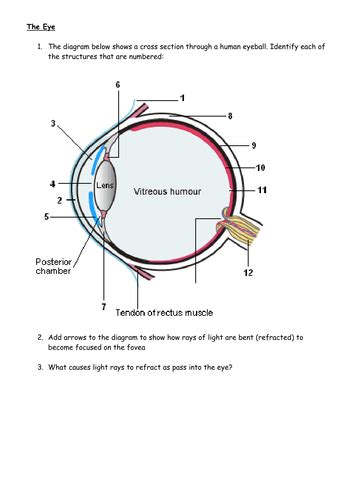 The Eye - Structure & Function | Teaching Resources