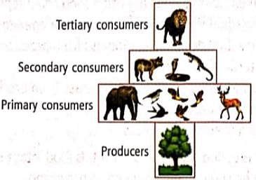 The given pyramid best representsa)pyramid of energy in forest ecosystemb)pyramid of biomass in ...