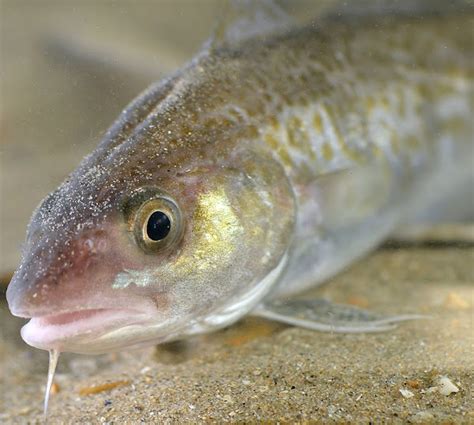 Atlantic Cod Fish: Characteristics, Diet, Uses