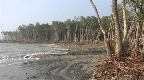 BANGLADESH: Natural Bay of Bengal beach at Sundarban Mangrove Forest ...