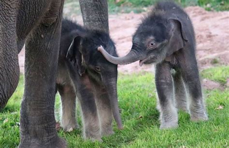 'Miracle' elephant twins born at New York zoo | CNN