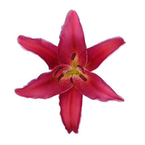 Sorbonne - Oriental Lily - Esmeralda Farms Wholesale Flowers