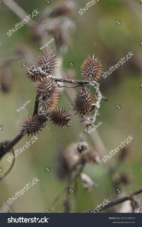 Eranda Called Ricinus Communis Jarak Poison Stock Photo 2217730575 | Shutterstock