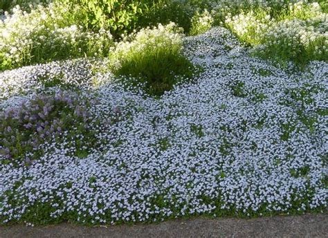 Blue Star Creeper Care: A Beautiful Ground Cover Plant