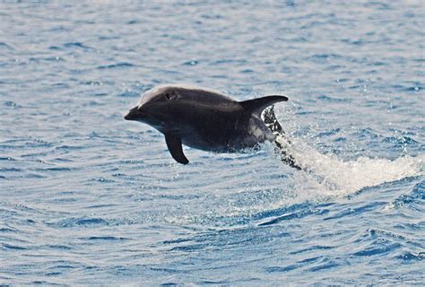 Cozumel, Mexico - Wilson's Wildlife