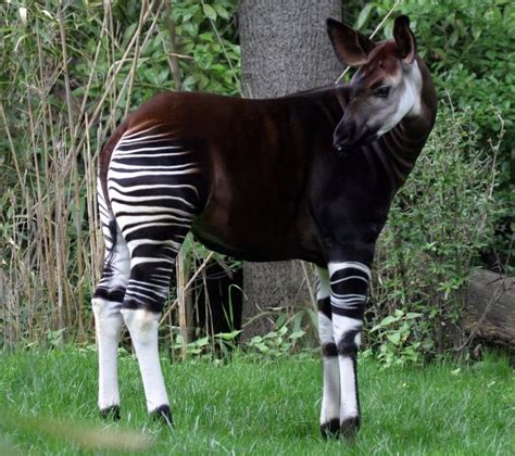 Okapi ~ Animals Images