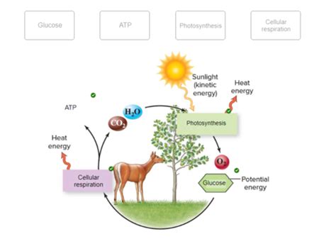 Which Is True For Both Photosynthesis And Cellular Respiration? - Brainy Breeze