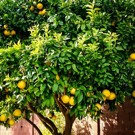 Ponderosa Lemon Trees For Sale Online | The Tree Center