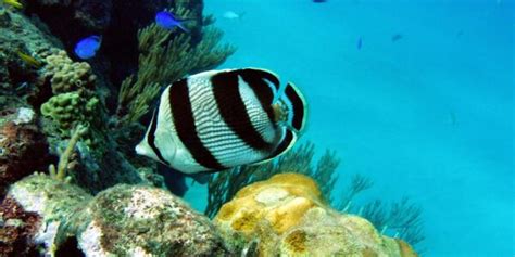 Sosua Beach Three Rocks Snorkeling - Sosua Beach Dominican Republic