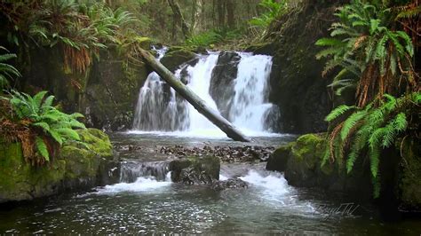 The Forest Waterfall HD - The Calming Sound of Water - YouTube