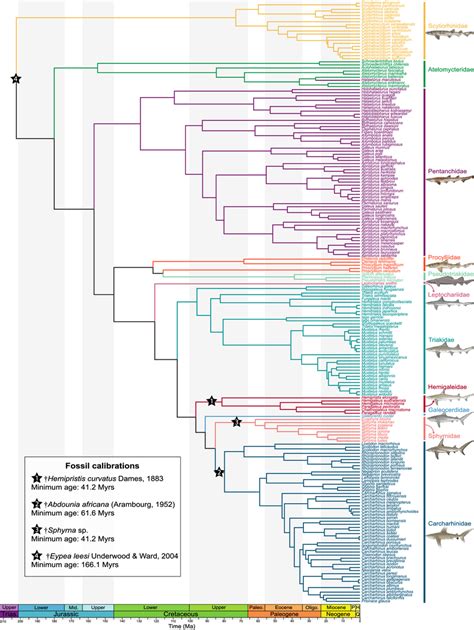 Bayesian time-calibrated phylogeny of Carcharhiniformes and evolution... | Download Scientific ...