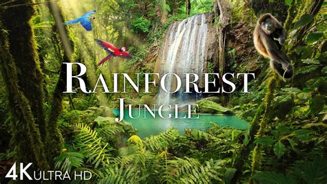 Rainforest 4K - The World’s Amazing Tropical Rainforest | Jungle Sounds | Scenic Relaxation Film ...