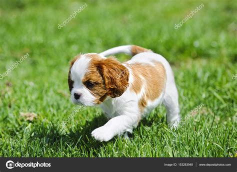 Cavalier King Charles spaniel puppy in garden Stock Photo by ©Foto ...