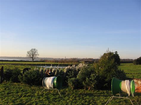 Christmas tree farm, 7 December 2008 | ed_needs_a_bicycle | Flickr