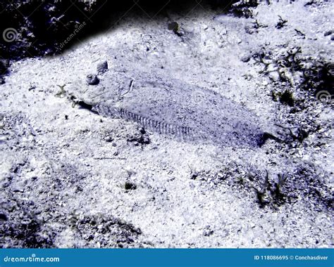 A Camouflaged Flounder or Platefish Stock Image - Image of bothus, shallow: 118086695