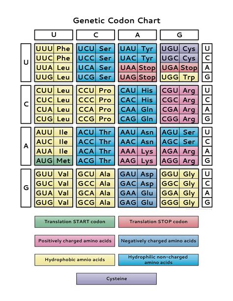 Learn how the genetic code is used to translate mRNA into proteins and print the PDF of the ...