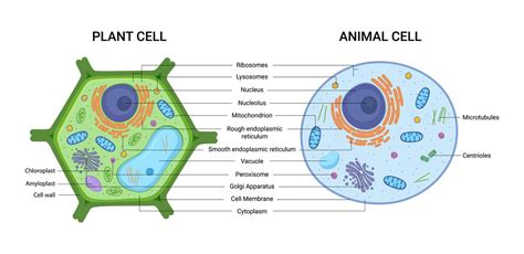 Contoh Sel-sel Tumbuhan Dan Haiwan - AreliewaBryan