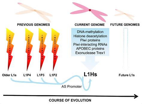 Co-evolution of L1s and the human genome. The illustration represents ...