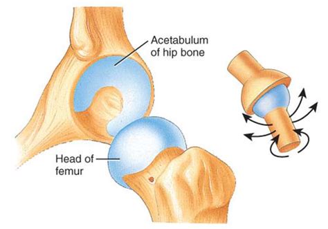 Ball And Socket Joint Diagram | Healthiack