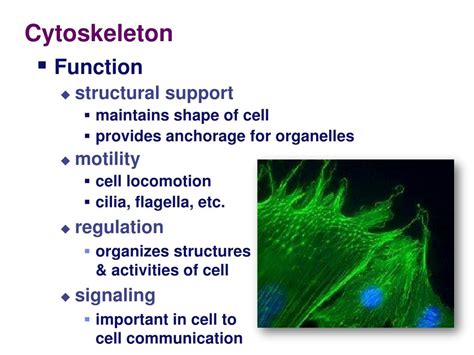 PPT - Chapter 4 The Cell: Cytoskeleton PowerPoint Presentation, free ...