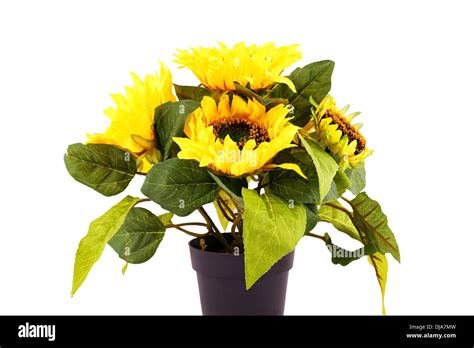 Sunflowers in vase isolated on white background Stock Photo - Alamy