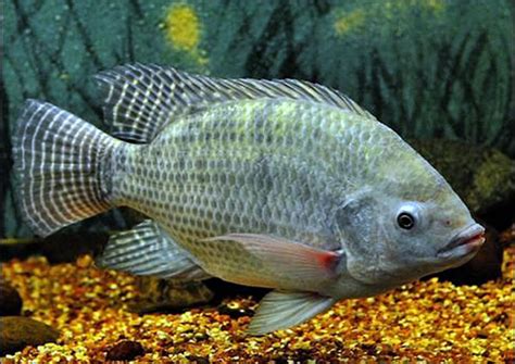 The Tilapia Fish: Characteristics, Habitat and More!