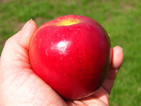 shiny red apple | London looks | Flickr