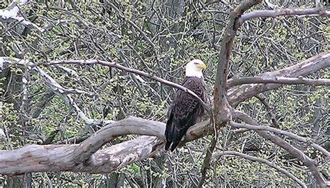 Northeast Bird Identification | Sciencing